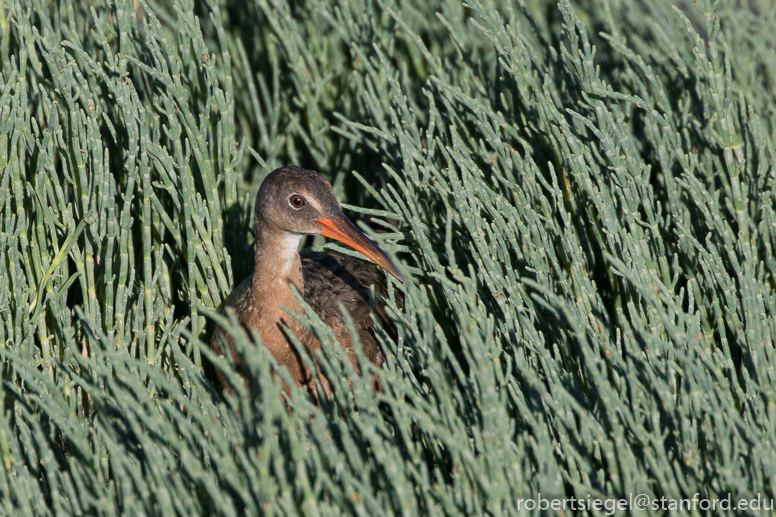 palo alto baylands